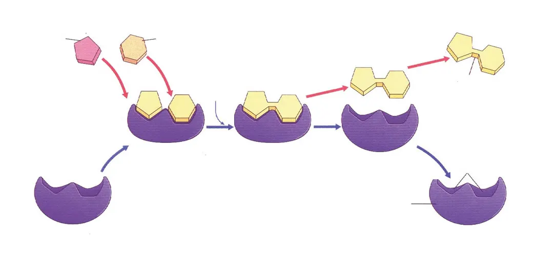 enzymes for plant root system